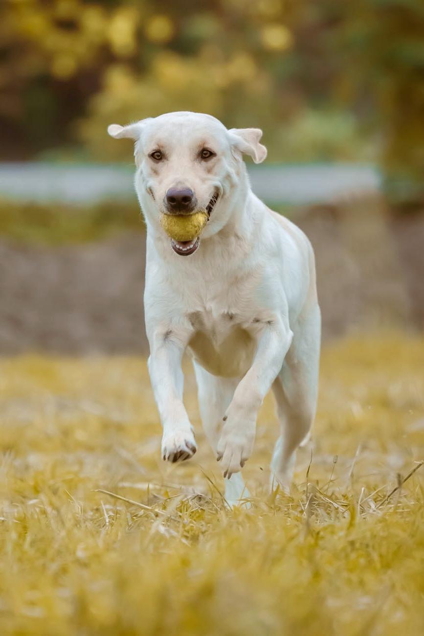 Golden retriever playing in park