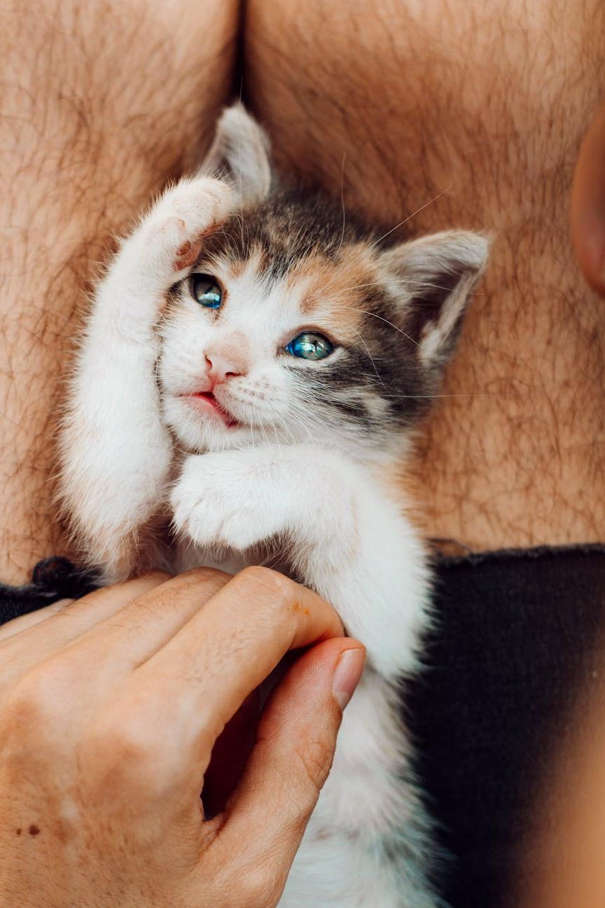Happy cat with owner