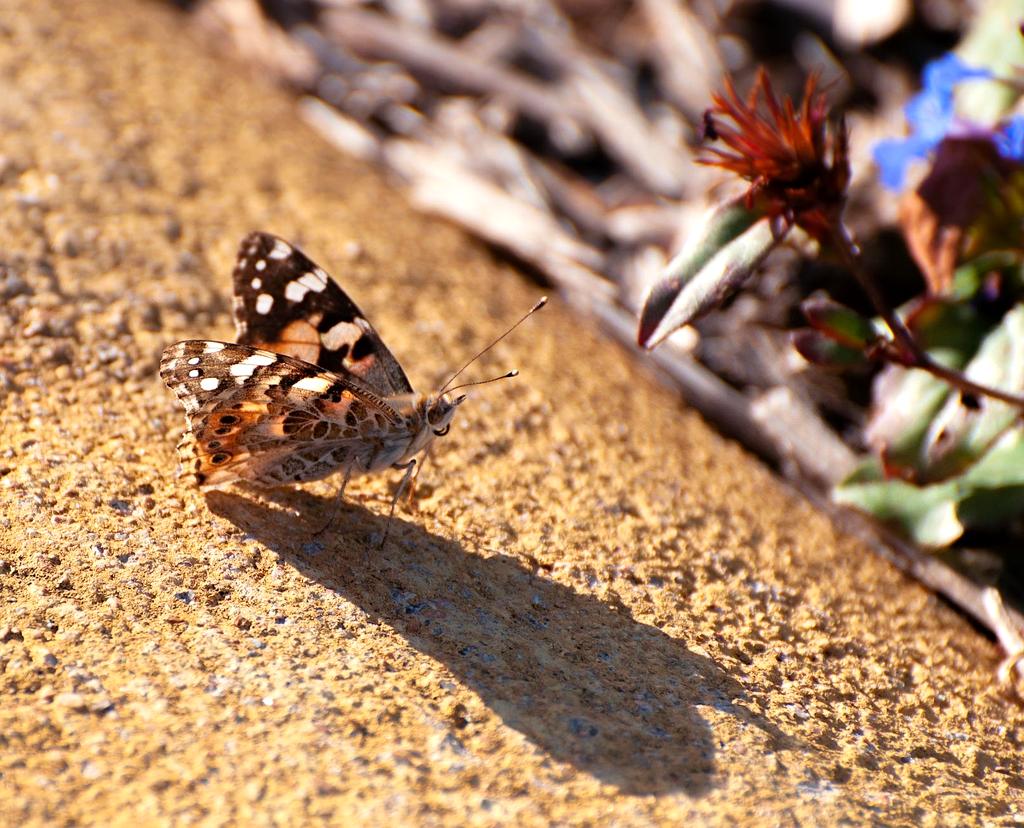 Lizard basking on rock
