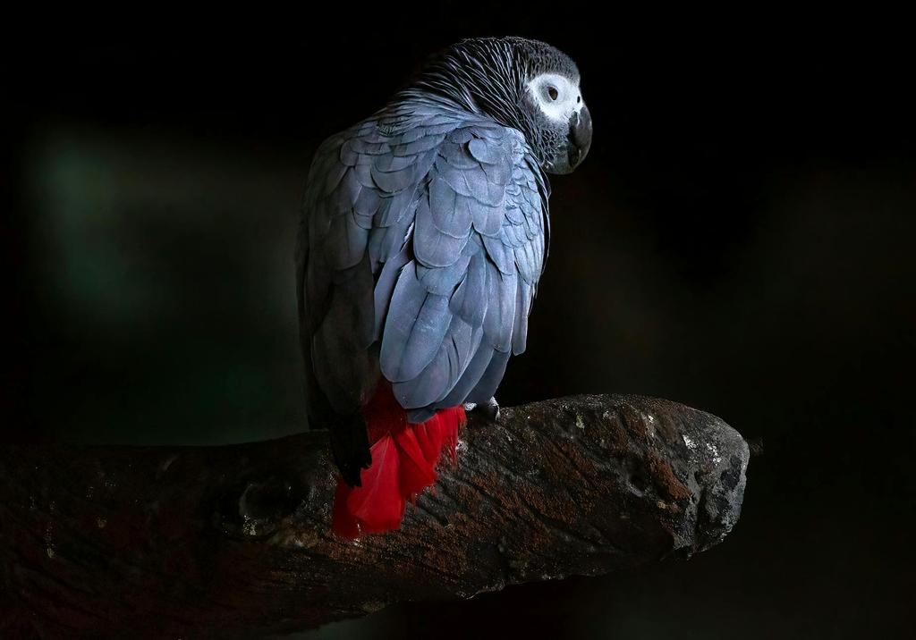 Colorful parrot on perch