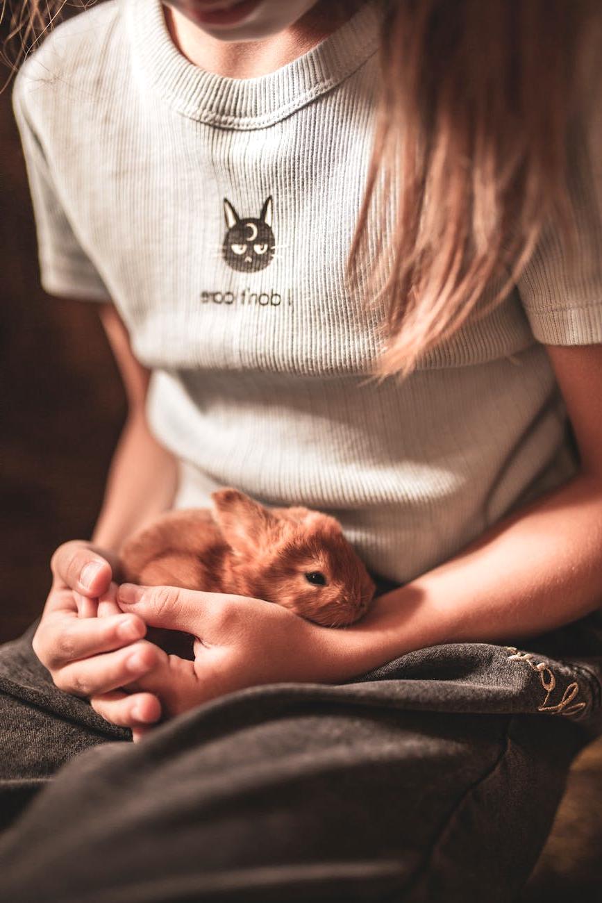 Rabbit getting care from owner